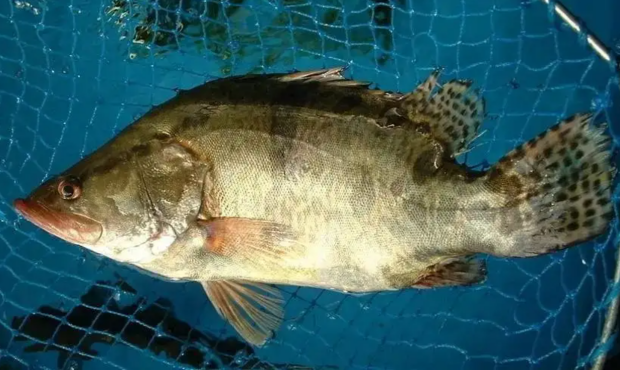 65deda551bbcc.png 65deda551bbcc.png