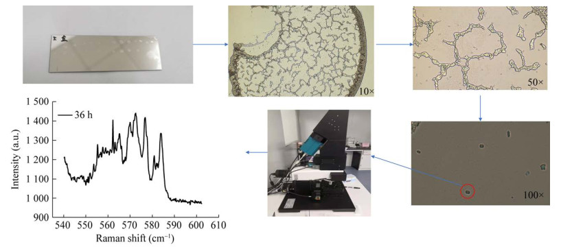 图 1 单细菌共焦拉曼光谱测定流程图.jpg 图 1 单细菌共焦拉曼光谱测定流程图.jpg