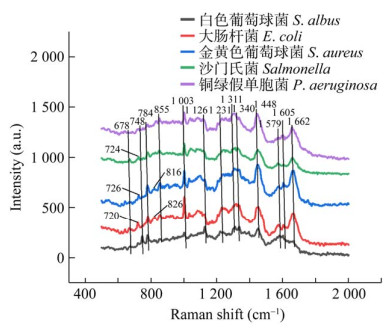 图 5 5种细菌的单细菌拉曼光谱.jpg 图 5 5种细菌的单细菌拉曼光谱.jpg